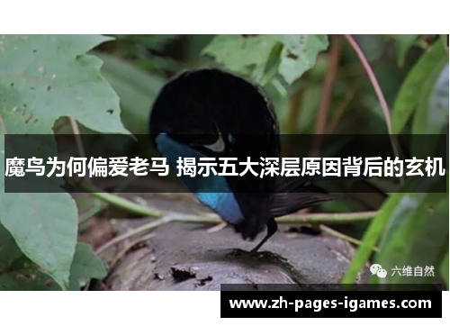 魔鸟为何偏爱老马 揭示五大深层原因背后的玄机